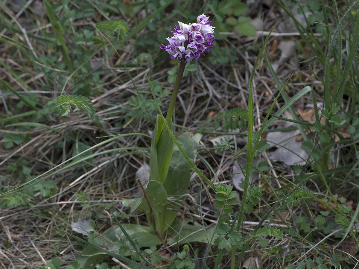 Orchis simia